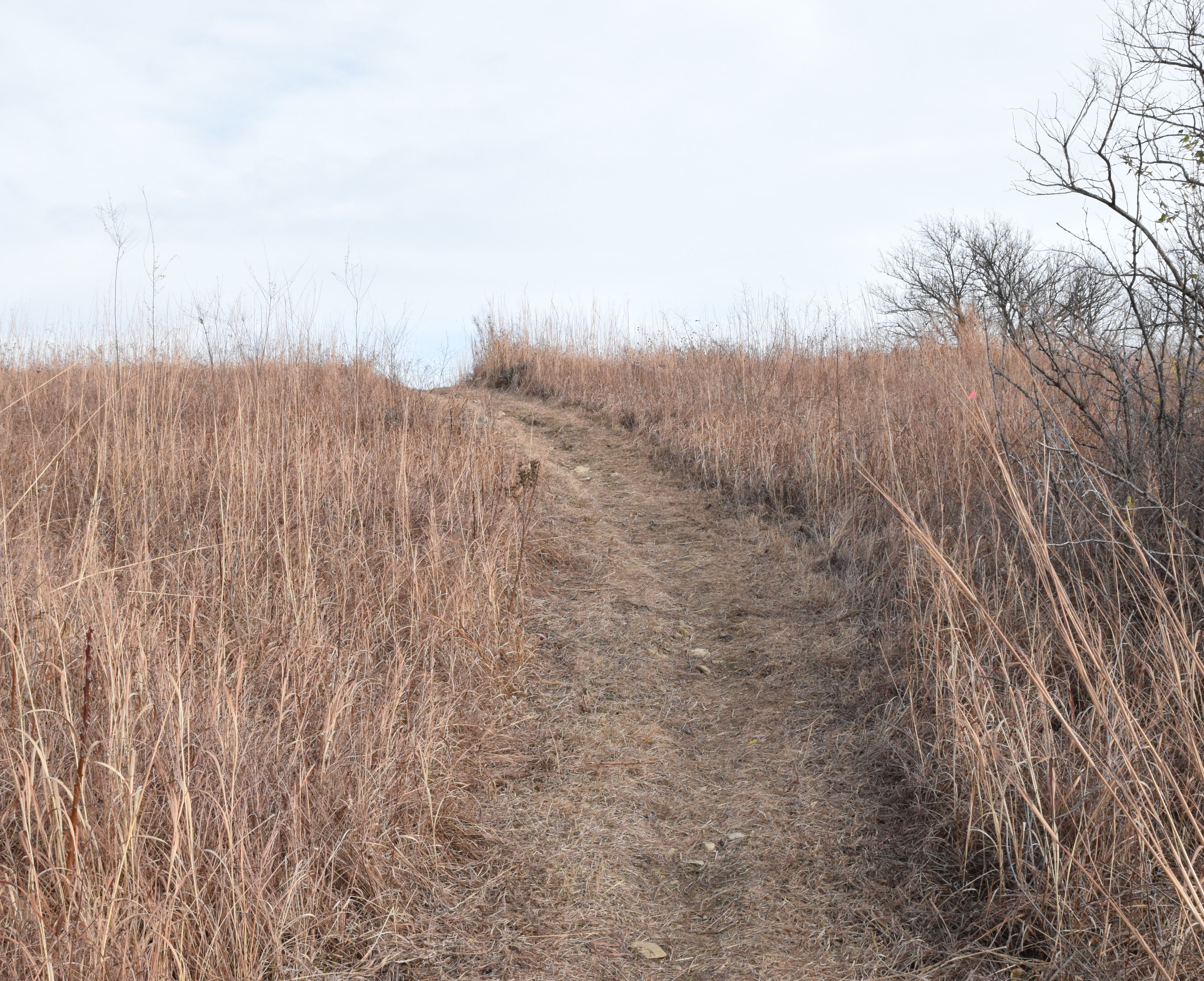 Trail uphill cropped t